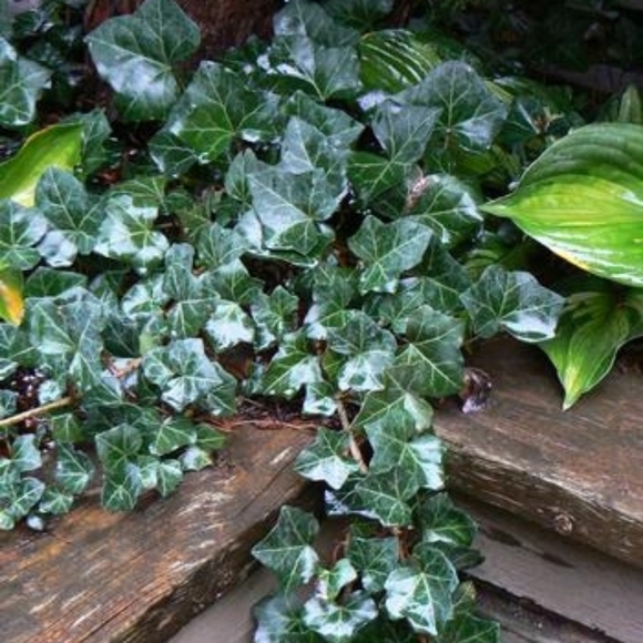 15 Baltic Ivy Plants Cold Hardy - Picture 2 of 2